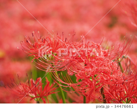 彼岸花 彼岸花 34476661