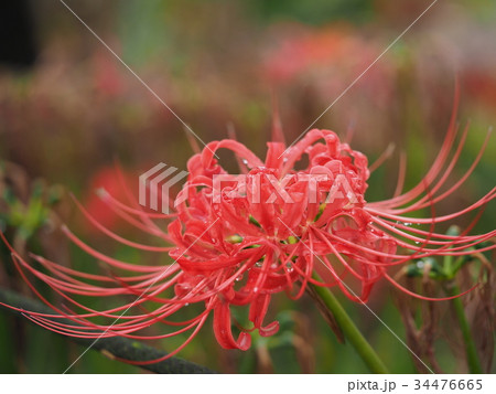 彼岸花 34476665