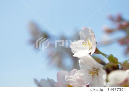 桜の花 桜の花 34477594