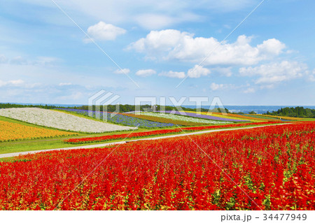 やくらいガーデン　花畑 34477949