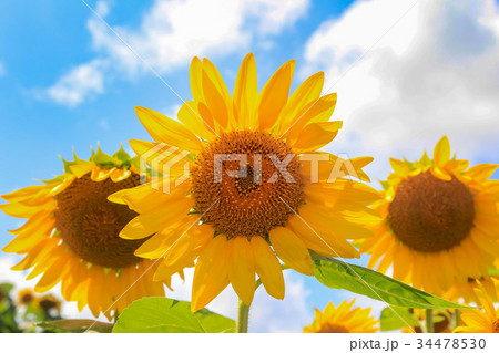 ひまわりと夏の空 34478530