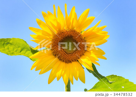 ひまわりと夏の空 34478532
