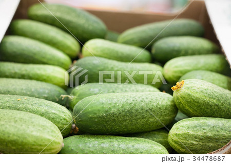 Cucumber harvest. many cucumbers. cucumbers from 34478687