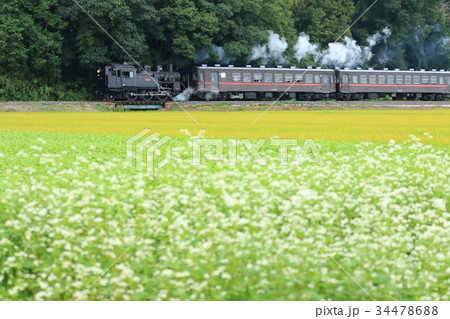 真岡鐵道「そば畑と逆機運転で走るSL」 34478688