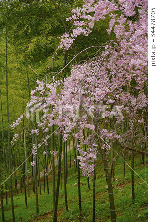 枝垂桜 枝垂桜 34478705