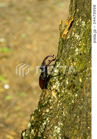 Lucanus cervus is climbing the tree. Vertical shot 34479998