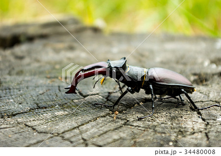 A beetle with big horns. A rare beetle. 34480008