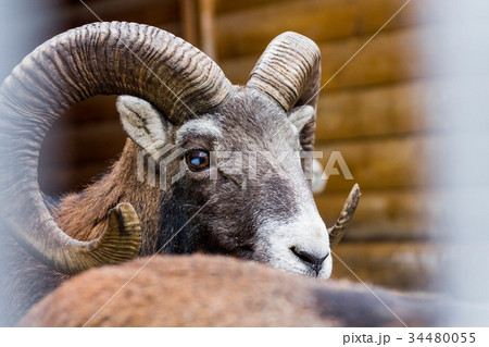 Wild sheep. Clouse-up. 34480055