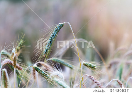 Close up of wheat ear in field Close up of wheat ear in field 34480637