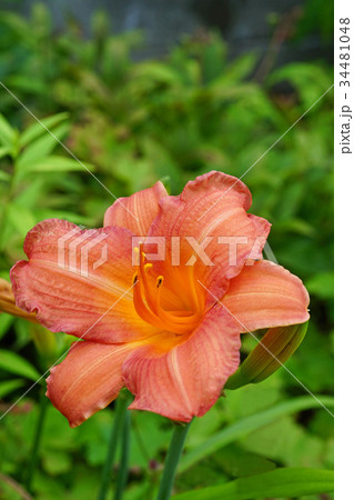 美しいオレンジ色のヘメロカリス 美しいオレンジ色のヘメロカリス 34481048