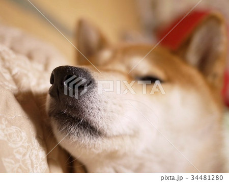 おやすみなさい おやすみなさい 34481280
