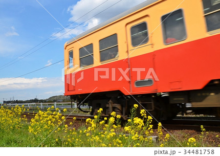 満開の菜の花といすみ鉄道 34481758