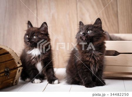 Black breed kittens hang out Black breed kittens hang out 34482250