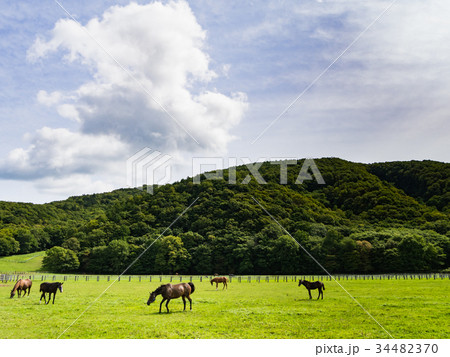 北海道 サラブレッド 競走馬 放牧風景 34482370