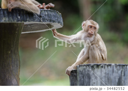 Wild monkey sitting on concrete chair in forest Wild monkey sitting on concrete chair in forest 34482552