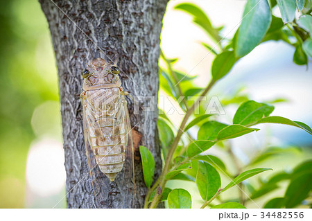 Cicada cling on the tree in summer of thailand 34482556