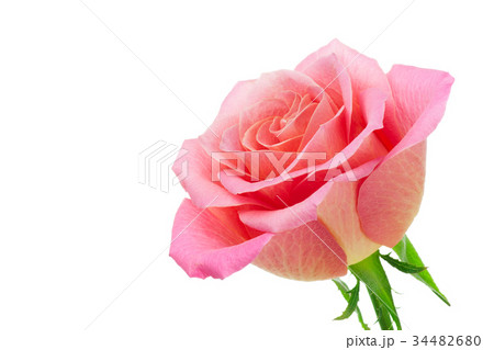 桃色の薔薇 34482680