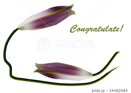 Romantic floral background. Purple and violet Lily 34482684