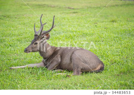Sambar deers on green grass field in the wild Sambar deers on green grass field in the wild 34483653
