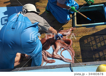 タコ漁　豊漁 34483678