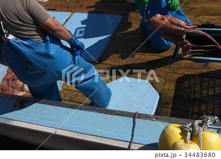 タコ漁　豊漁 34483680