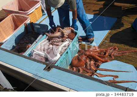 タコ漁　豊漁 34483719