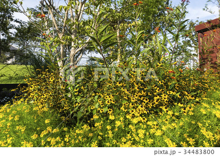 秋のイベントの花壇 秋のイベントの花壇 34483800