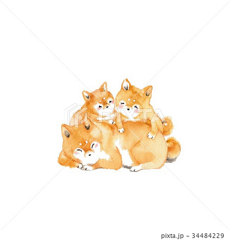 犬3匹、集まる 犬3匹、集まる 34484229