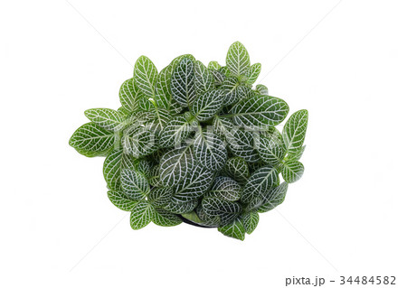 Isolated Nerve plant 34484582