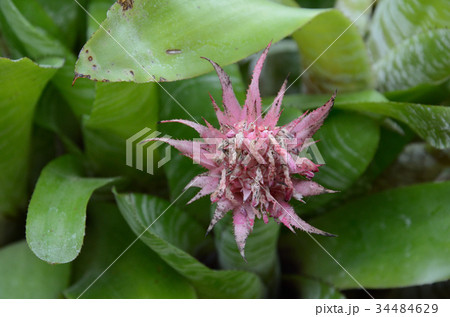 アナナス 34484629