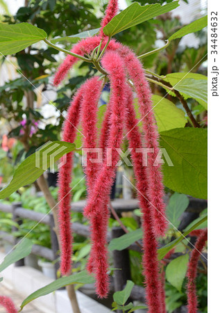 ベニヒモノキ・紅紐の木 34484632