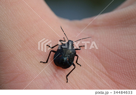 ルリクチブトカメムシ・瑠璃口太亀虫 ルリクチブトカメムシ・瑠璃口太亀虫 34484633