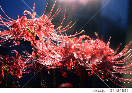 降りしきる夜雨の中のヒガンバナ・彼岸花 34484635