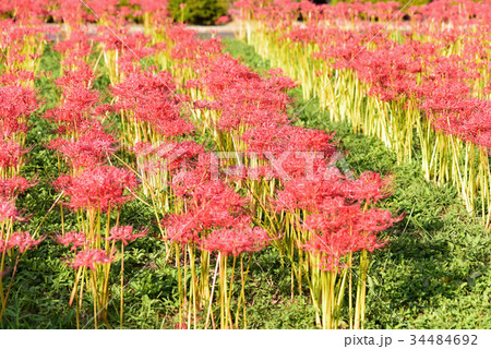 彼岸花 34484692