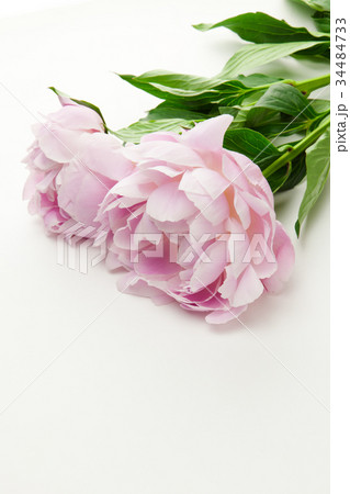 桃色の芍薬 桃色の芍薬 34484733