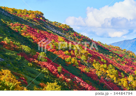 銀泉台 赤岳登山道から見る紅葉 34484794