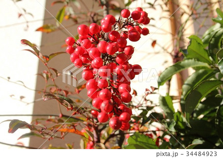 なんてん	 34484923