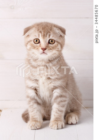 Scottish fold cat portrait. Scottish fold cat portrait. 34485670