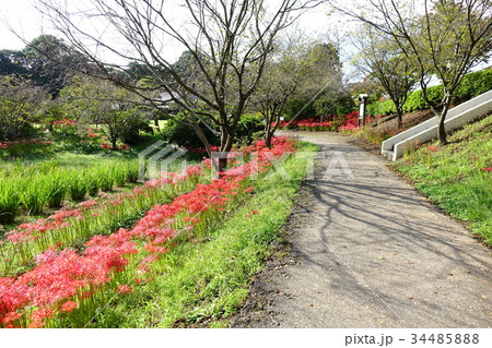 館林つつじヶ丘第2公園の彼岸花 館林つつじヶ丘第2公園の彼岸花 34485888