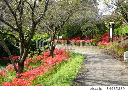 館林つつじヶ丘第2公園の彼岸花 館林つつじヶ丘第2公園の彼岸花 34485889