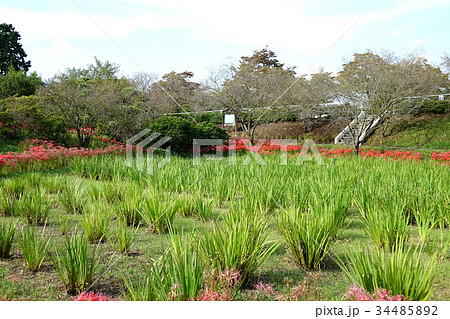 館林つつじヶ丘第2公園の彼岸花 館林つつじヶ丘第2公園の彼岸花 34485892