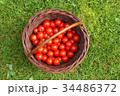 Group of organic tomatoes in a basket. 34486372