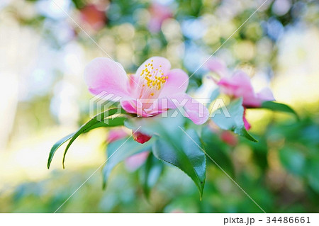 ピンク色の椿 34486661