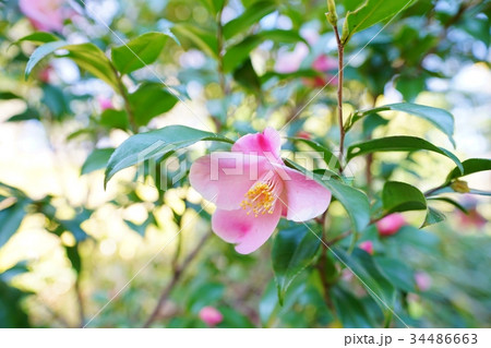 ピンク色の椿 34486663