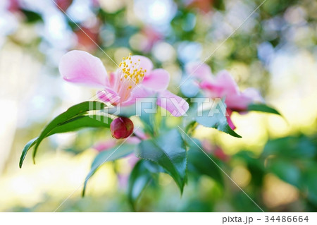 ピンク色の椿 34486664