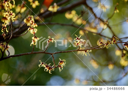 マンサクの花 34486666