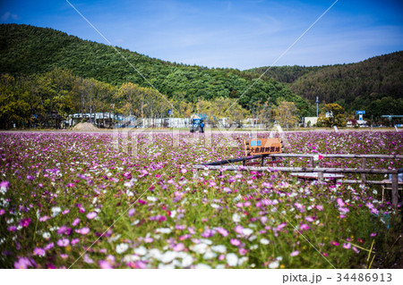 コスモス畑 34486913