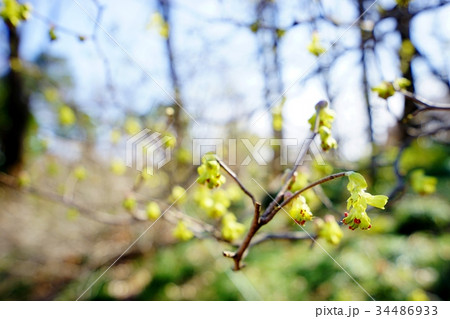 トサミズキの花 34486933