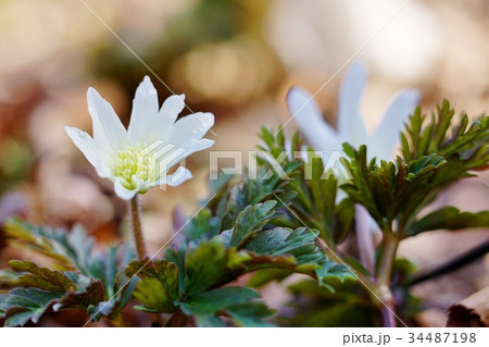 キクザキイチゲ 34487198