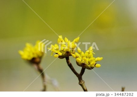 サンシュユの蕾 34487202